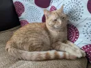 pet-image