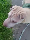 pet-image
