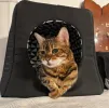 pet-image