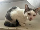 pet-image