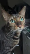 pet-image