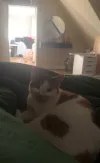 pet-image