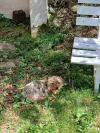 pet-image