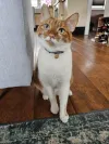 pet-image