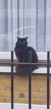 pet-image