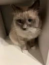 pet-image