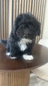 pet-image