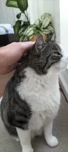 pet-image