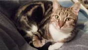 pet-image