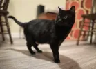 pet-image
