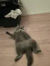 pet-image