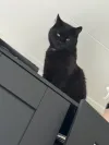 pet-image