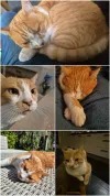 pet-image