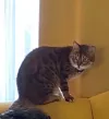 pet-image
