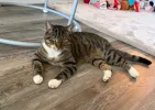 pet-image
