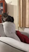 pet-image