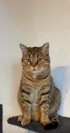 pet-image