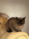 pet-image