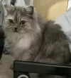 pet-image