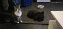 pet-image