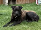 pet-image