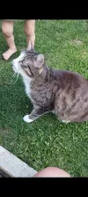 pet-image
