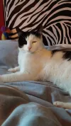 pet-image