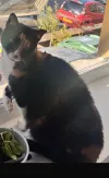 pet-image