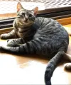 pet-image