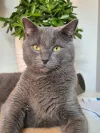 pet-image