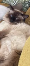 pet-image