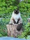 pet-image
