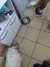 pet-image