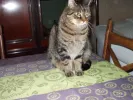 pet-image