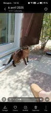 pet-image