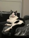 pet-image