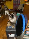 pet-image