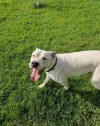 pet-image