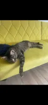 pet-image