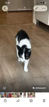 pet-image