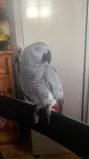 pet-image