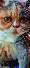 pet-image