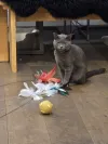 pet-image