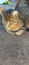 pet-image