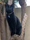 pet-image