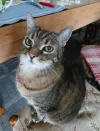 pet-image