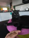 pet-image