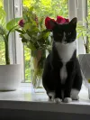 pet-image