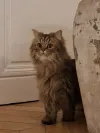 pet-image