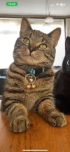 pet-image